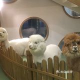 放电好去处 || 藦茜花园宠物主题体验馆