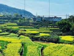 -桑洲油菜花景区