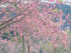 -风云岭森林公园