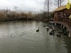 -溱湖国家湿地公园