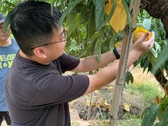 -老袁家蜜桃农场·阳山水蜜桃