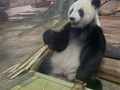 -海南热带野生动植物园
