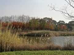 -上海长兴岛郊野公园