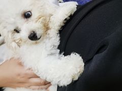-博特宠物医院24h犬猫全科.骨科·异宠