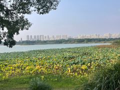 -贡湖湾湿地公园