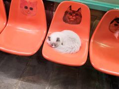 -猫咪博物馆(顶澳仔猫街店)