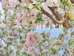 -海棠花溪(元大都城垣遗址公园)