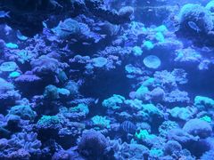 -太平洋海底世界