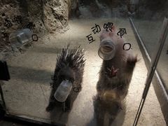 -zoonana室内动物园(东方福来德店)