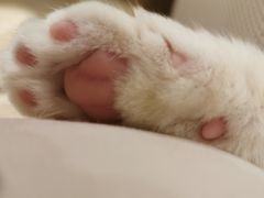 -momokira米努特·德文卷毛猫·棉花面纱犬