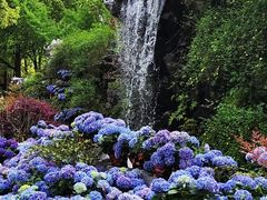 -上海鲜花港