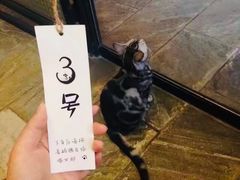 -猫咪博物馆(顶澳仔猫街店)