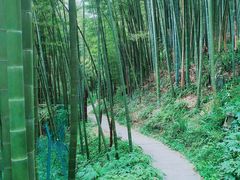 -缙云山景区