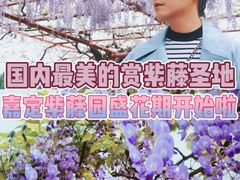 -嘉定紫藤园