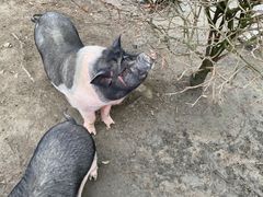-洪湖家庭农场·团建·露营·会议
