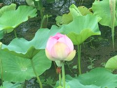 -荷塘月色湿地公园·向阳花洲
