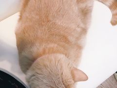 -猫小院猫主题咖啡厅(北锣店)