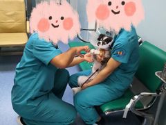 -中农大我爱我爱24h动物医院·中医针灸·猫专科·骨科医疗中心(双井店)