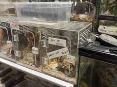 -酷以爬仙阁实体爬宠店·守宫·蜥蜴·专业繁育