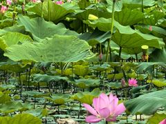 -黄河故道国家森林公园