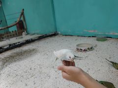 -上海大自然野生昆虫馆
