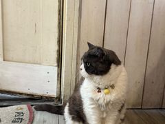 -海边的猫和咖啡馆