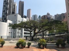 -香港大学