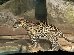 -清迈夜间动物园