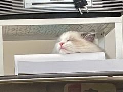 -lincat·猫舍(广州店)