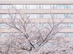 -武汉大学-樱园