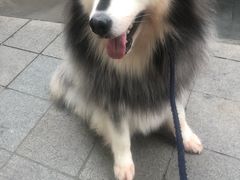 -艾贝尔宠物医院 ·内科全科(梁溪路店)