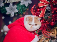 -Oh My Dog宠物沙龙(伊珊娜皮毛护理店)