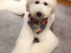 -小尾巴宠物店(万科·金域华庭店)