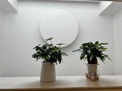 -龙大花卉苗木市场