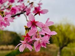 -顾村公园