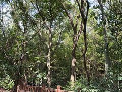 -上海佘山国家森林公园天马山园