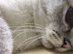 -美联众合动物医院(·中兽医·疑难杂症·严家桥分院)