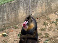 -大连森林动物园