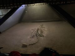 -世界恐龙谷景区