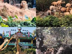 -广州长隆野生动物世界