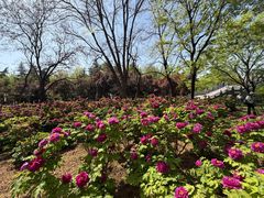 -洛阳市隋唐城遗址植物园