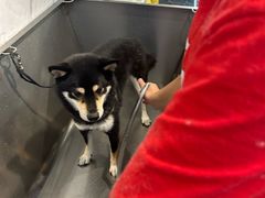 -PETKIT 小佩宠物·低压洗护·美容·寄养(安远店)