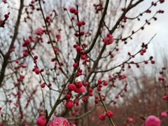 -蜀冈西峰生态公园