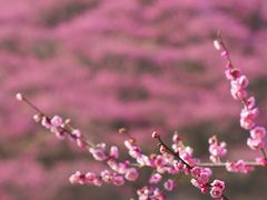 -新建村梅花