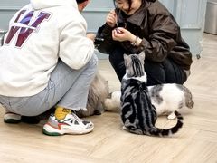 -安格丽娜·狗咖·猫咖羊驼咖(春熙路百盛商场店)