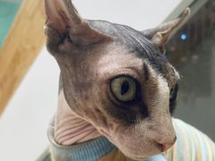 -猫在这儿猫咪咖啡馆·撸猫馆