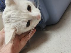 -乖乖宠物医院·猫科·骨科·24小时(云岗分院)