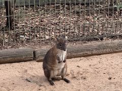 -费瑟代尔野生动物园