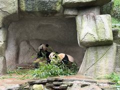 -中国大熊猫保护研究中心雅安碧峰峡基地