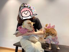 -南京Hallo宠物乐园·哈罗犬舍·柴犬繁育基地